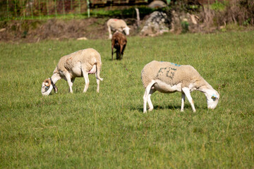 sheep and lamb