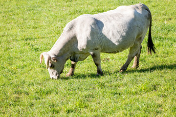 Fototapeta premium cow in the field