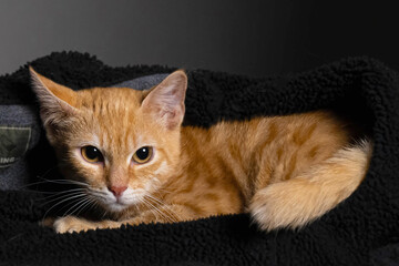 Studio photoshoot of a little kitten