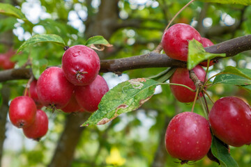 Malus Evereste Detail Frucht