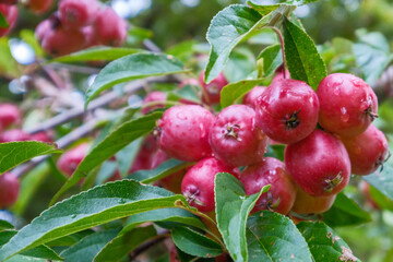 Malus Evereste  Zierapfel Detail Frucht