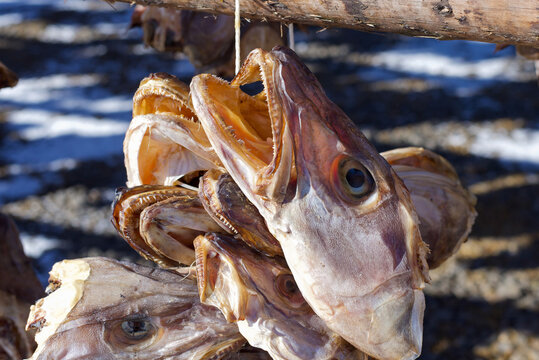 Traditional air drying of stockfish heads (arctic cod) on wooden frames (hjell) in Svolv&aelig;r, Lofoten islands, Nordland, Norway