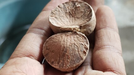 Two Dried Betel Nuts Held in a Hand