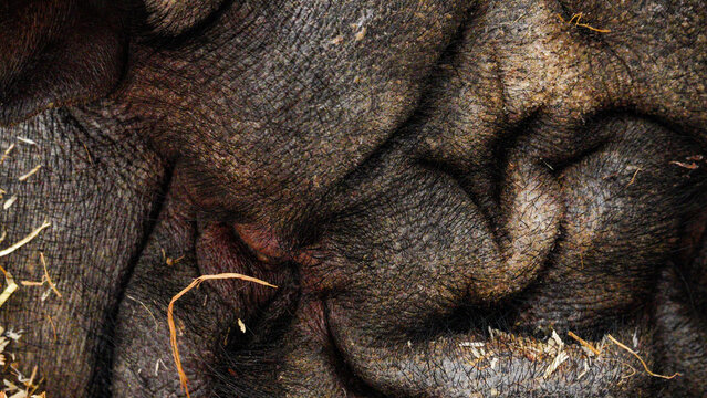 Extreme close up of a black micro pig with its wrinkled folds of skin and a round hairy snout, lying in the straw in its pen.  Cleared for commercial use