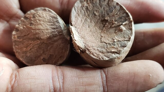 Two Dried Betel Nuts Held in Hand