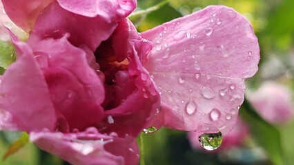 Close-up of a Pink Flower Petal with Dew Drops