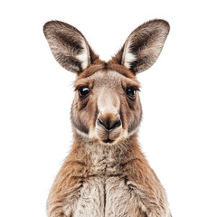 Fototapeta premium Close-up of a kangaroo's face, isolated on white background