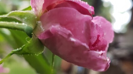 A Pink Rosebud with Dewdrops