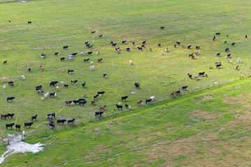 Herd of dairy cattle grazing in pasture field. Milk cows on green farm grassland in Florida