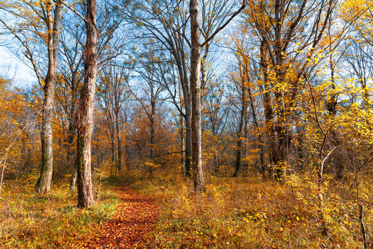 A path strewn with dry leaves in a yellow autumn forest