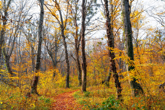 A path strewn with dry leaves in a yellow autumn forest
