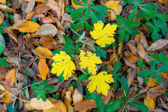 Small maple tree with yellow autumn leaves