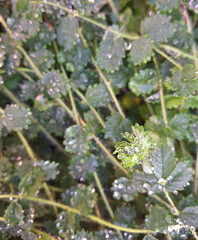 macro of small herb bush with dew