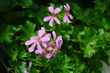 Pelargonium inquinans flowering plant in full bloom. The plant is a tall, shrub-like geranium