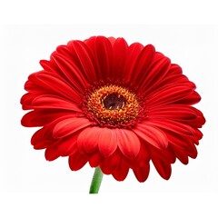 Red flower isolated on transparent background cutout-Jarbera (1)