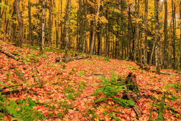 Ottawa National Forest (2024)