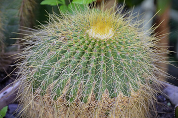 A beautiful Golden Ball cactus (Echinocactus Grusonii) in a pot