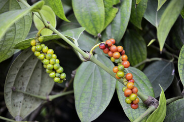 Black pepper (Piper nigrum) fruits ripening in the backyard