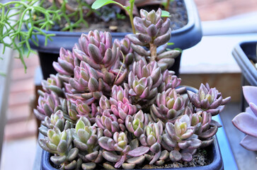Fototapeta premium Beautiful succulent Lenopetalum Variegata Chocolate in pot in garden