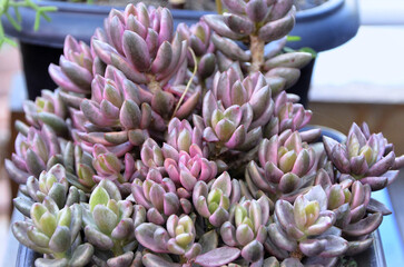 Beautiful succulent Lenopetalum Variegata Chocolate in pot in garden