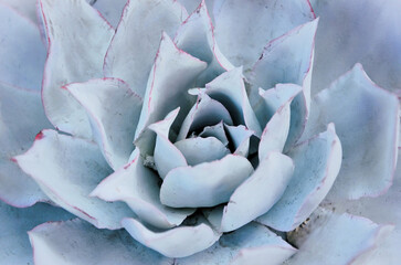Beauty of Echeveria ‘Afterglow’ succulent in the garden