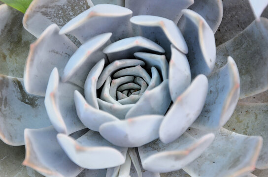 The succulent Echeveria Caly Argentia in the garden