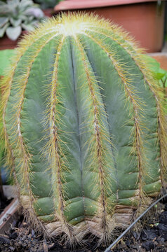A beautiful cactus parody magnificent in the pot in the garden
