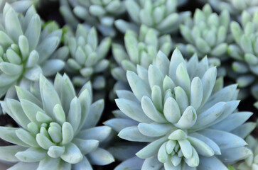 Succulent Sedum nicaense growing in pot in the garden