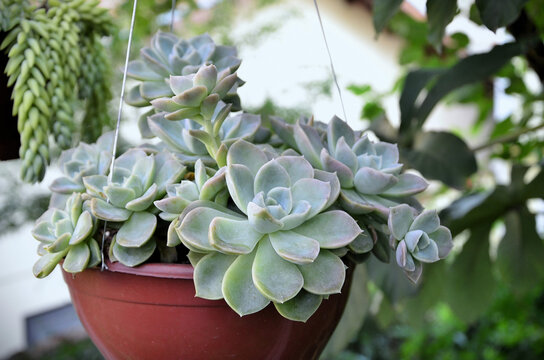 The Succulent Graptoveria Fantome in the hanging pot