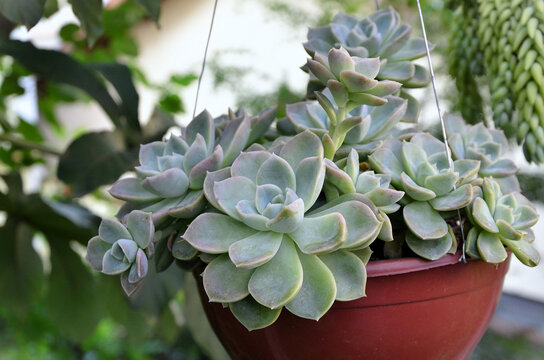 The Succulent Graptoveria Fantome in the hanging pot