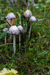 Dangerous mushrooms in the autumn forest