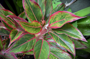 Beautiful foliage and white flower bud growing from red aglaonemas in pot in garden