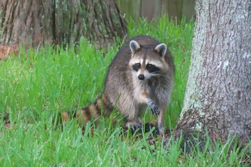 Raccoon near the tree in Florida nature