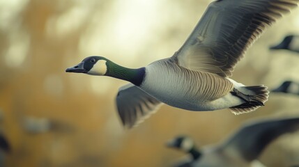 A group of birds soaring through the sky, wings spread wide