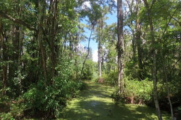 Beautiful view on marshes and forest in North Florida nature