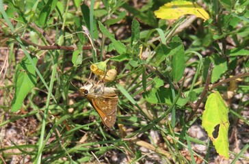 Skipper butterfly on yellow flower in Florida nature, closeup