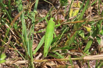 Green tropical grasshopper in Florida nature, closeup