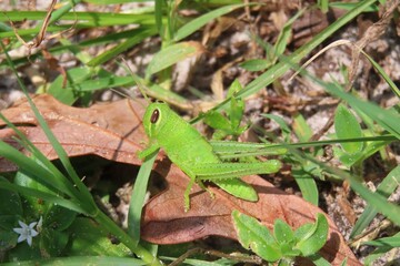 Green tropical grasshopper in Florida wild, closeup