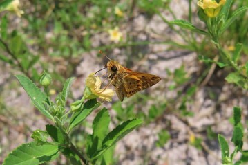 Skipper butterfly on yellow flower in Florida nature, closeup