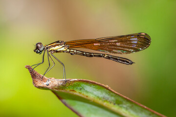 Ischnura heterosticta, The common bluetail is a small damselfly. Most males have blue eyes, a blue thorax, and a blue ringed tail
