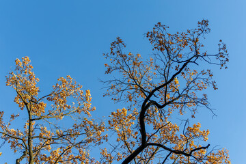 Treetop in the autumn forest