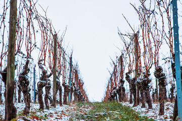 Snowy vineyard rows in winter, showcasing leafless vines and vibrant green grass peeking through...