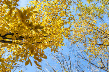 Treetop in the autumn forest
