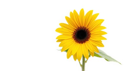 Obraz premium A Single Sunflower Bloom with Yellow Petals and a Dark Center on a White Background