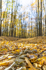 Dirt road in the autumn forest