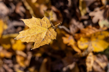 Autumn plants in the forest
