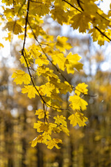 Yellow leaves on an autumn tree