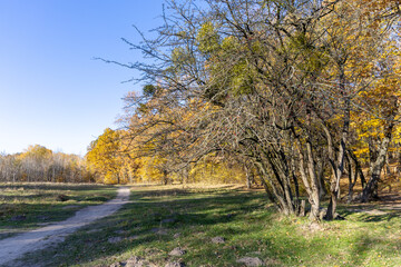 Autumn landscape on a sunny day
