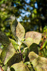 Photo de feuilles d'hortensia sur fond vert prise en macro