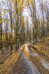 Dirt road in the autumn forest